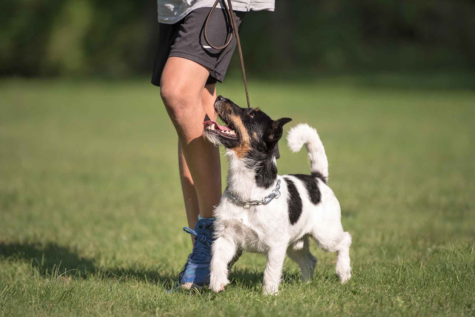 Understanding Animal Behavior